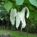 Davidia Involucrata